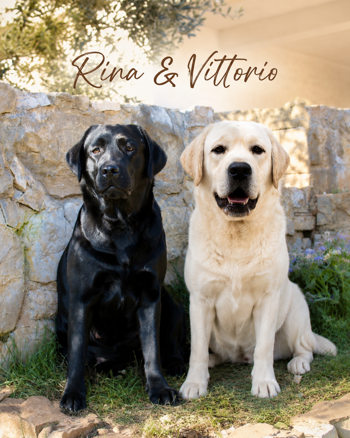 Cuccioli di Labrador — Cucciolata gialla e nera del 4 maggio 2026