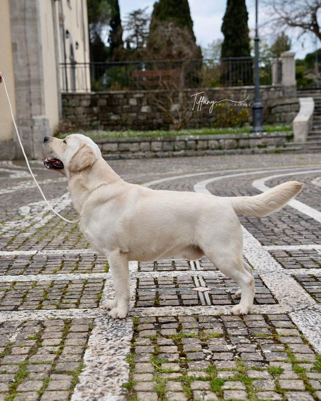 Vittorio, Labrador Retriever giallo