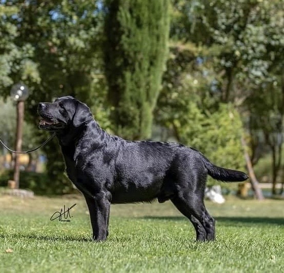 Blu, Labrador Retriever nero