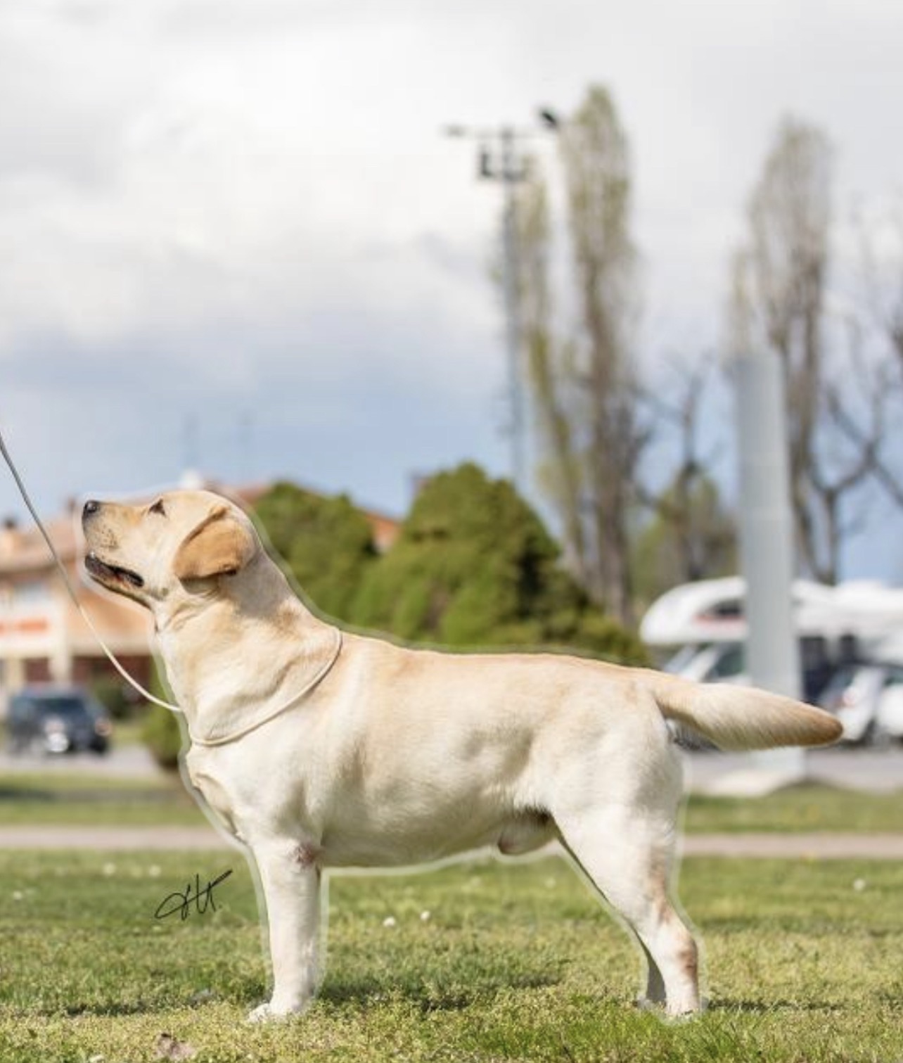 Artù, Labrador Retriever giallo