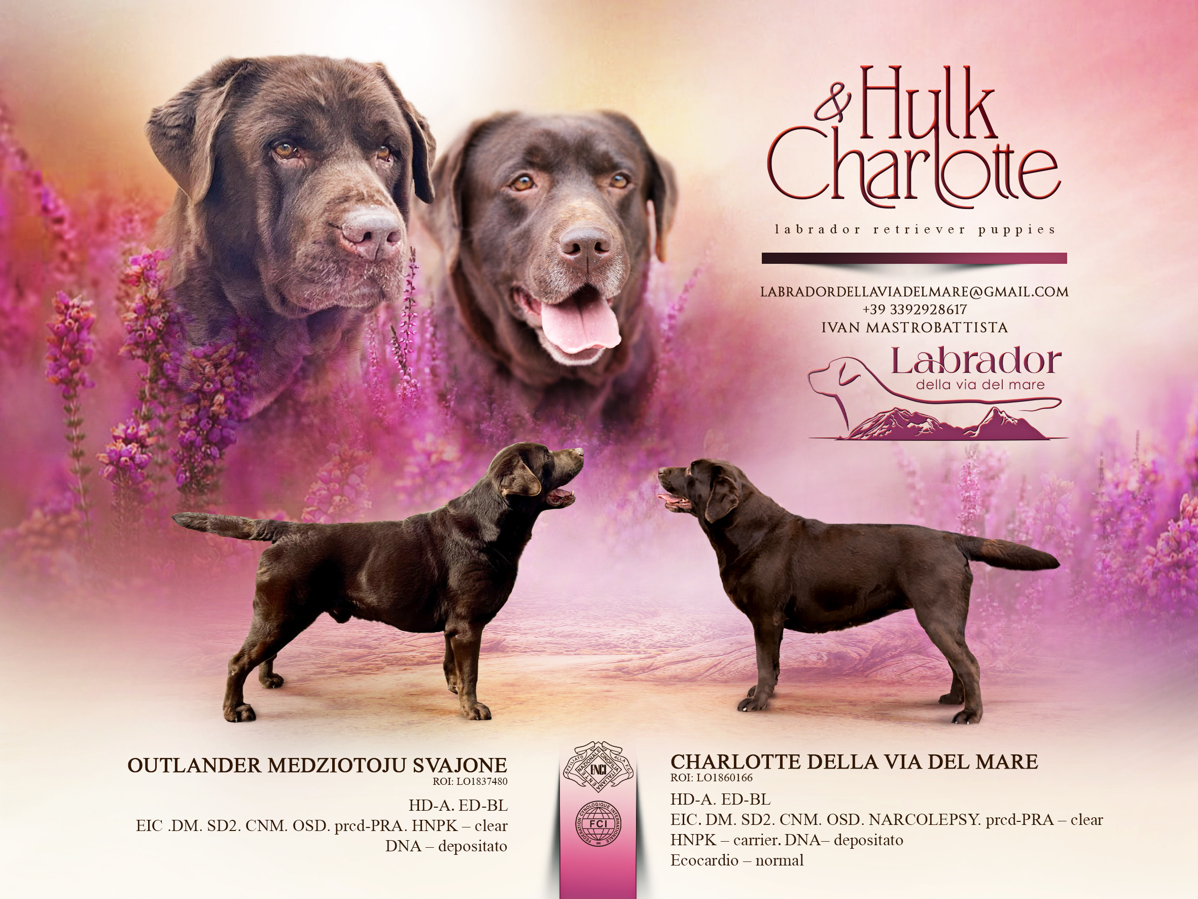 Cuccioli di Labrador — Cucciolata chocolate maggio 2026