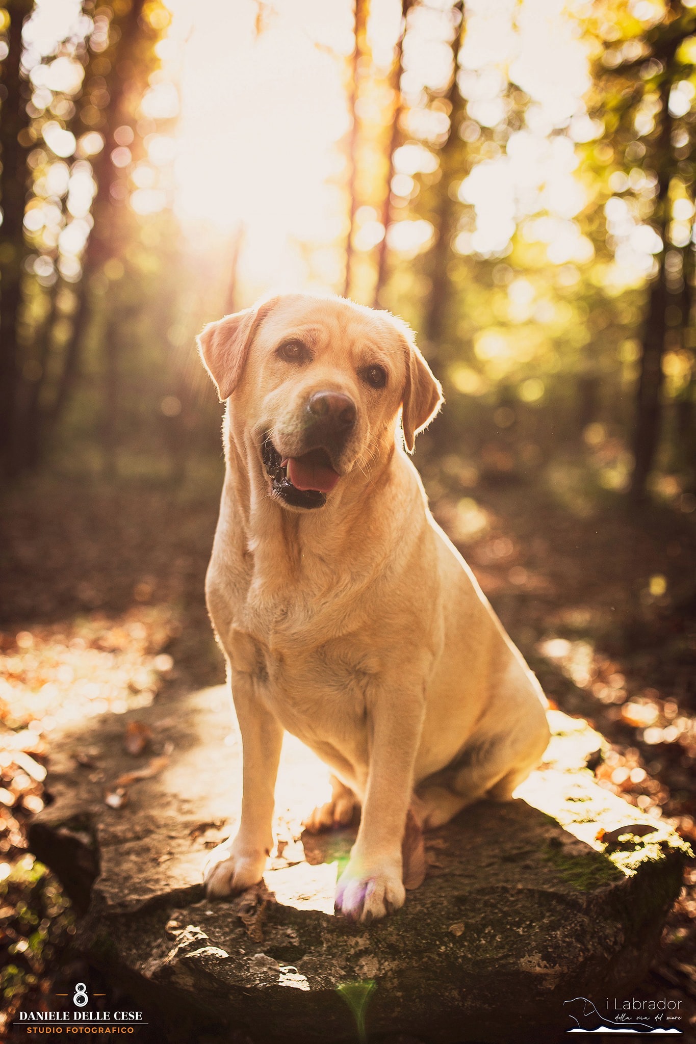 Ginny, Labrador Retriever giallo