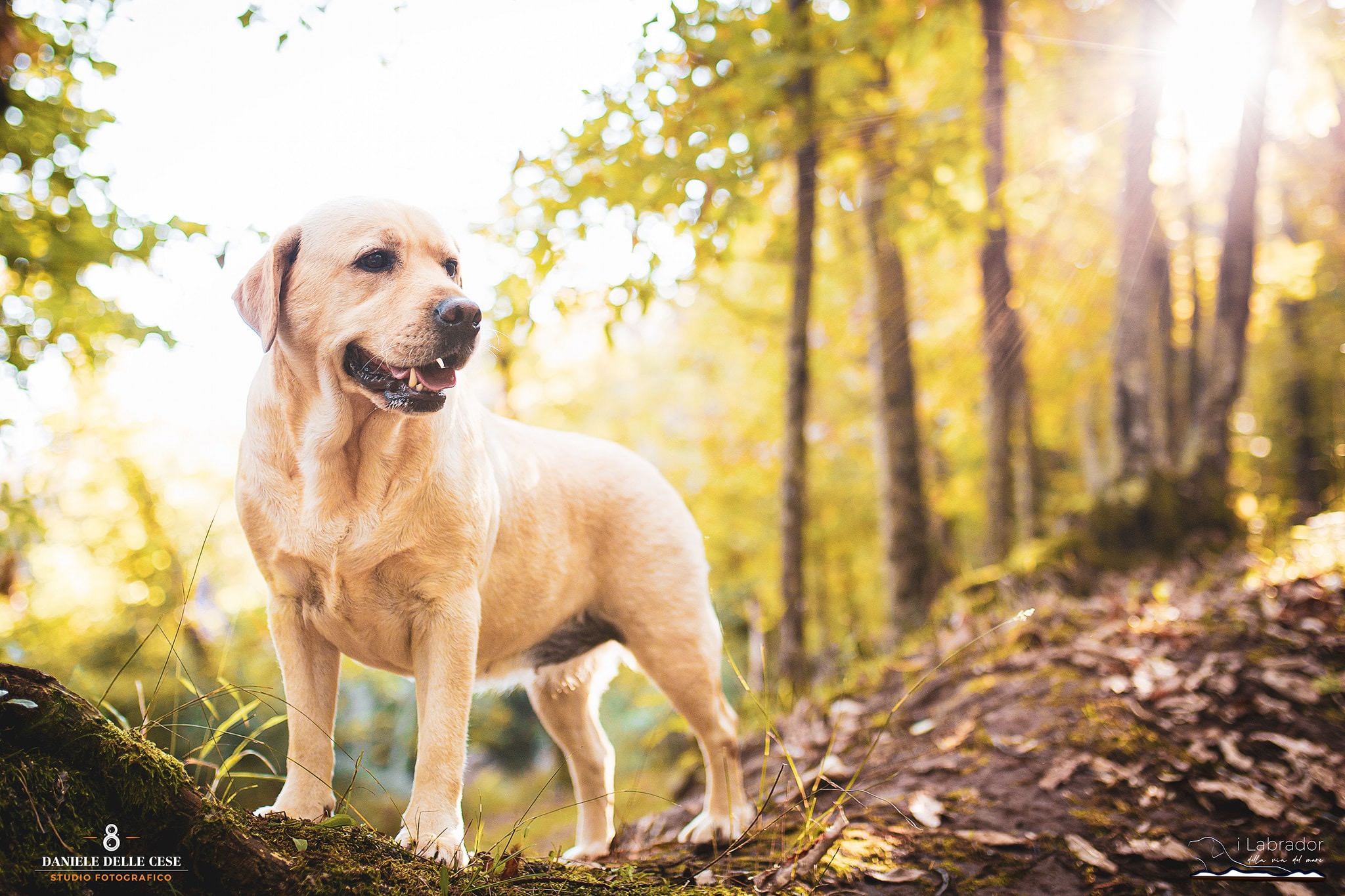 Ginevra, Labrador Retriever giallo dell'allevamento, in un bosco sulle colline di Lenola