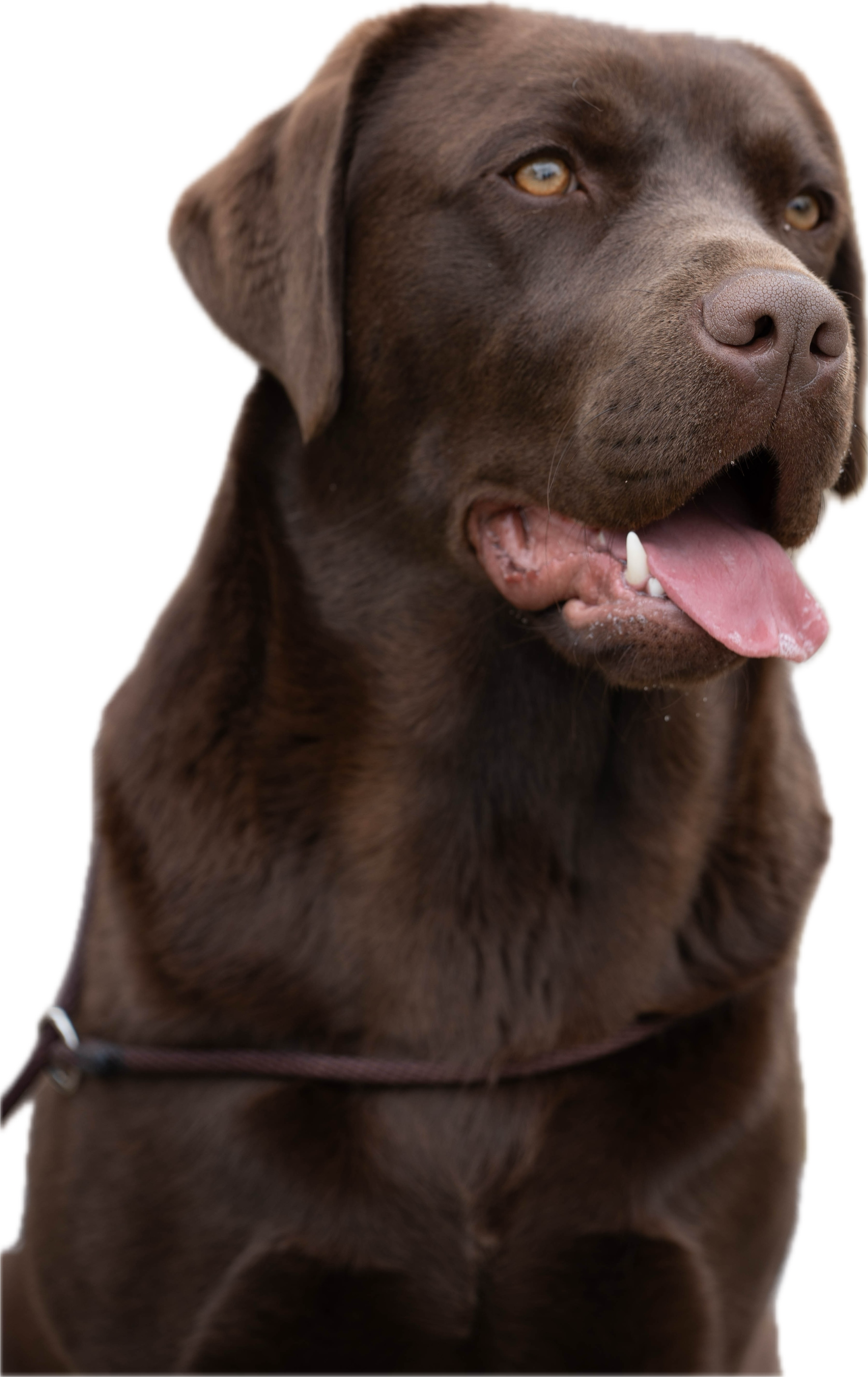 Charlotte, Labrador Retriever cioccolato